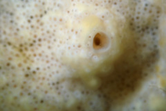 Didemnum lissoclinum