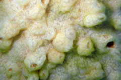 Didemnum lissoclinum