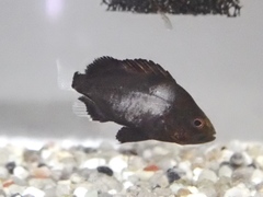 Plectorhinchus cinctus