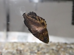 Plectorhinchus cinctus
