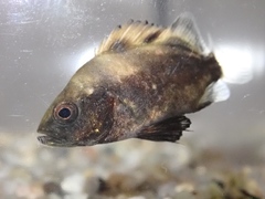 Plectorhinchus cinctus