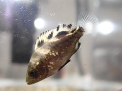 Plectorhinchus cinctus