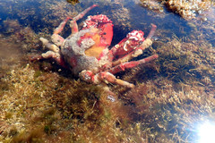 Schizophrys rufescens