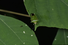 Rhynchocoris plagiatus