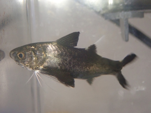Polydactylus plebeius observed 2020-09-22