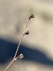 Eriogonum bifurcatum