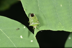 Rhynchocoris plagiatus