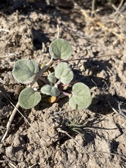 Eriogonum bifurcatum