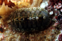 Rhyssoplax diaphora