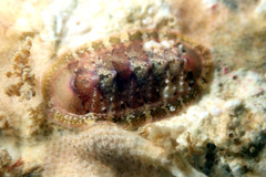 Rhyssoplax tricostalis