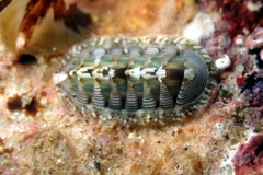 Rhyssoplax diaphora