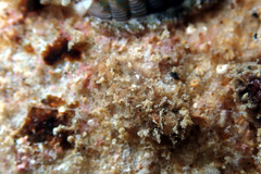 Acanthochitona pilsbryi