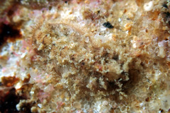 Acanthochitona pilsbryi