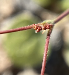 Eriogonum contiguum