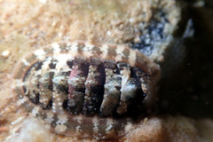 Rhyssoplax tricostalis