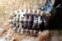 Rhyssoplax tricostalis