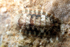 Rhyssoplax tricostalis