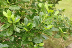 Cyclophyllum coprosmoides