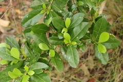 Cyclophyllum coprosmoides