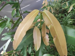 Calophyllum soulattri