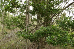 Cyclophyllum coprosmoides