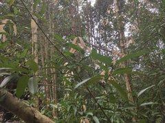 Calophyllum soulattri