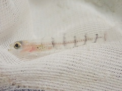 Pterogobius elapoides