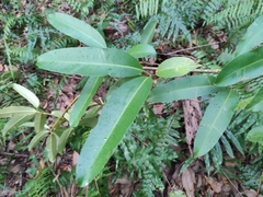 Calophyllum soulattri