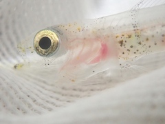 Pterogobius elapoides