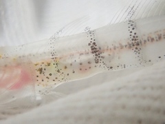 Pterogobius elapoides