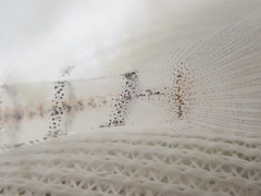 Pterogobius elapoides