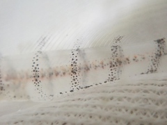 Pterogobius elapoides