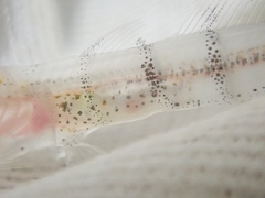 Pterogobius elapoides