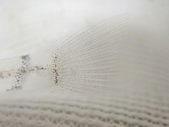 Pterogobius elapoides