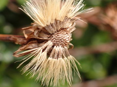 Celmisia bellidioides