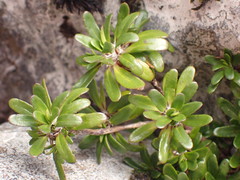 Celmisia bellidioides