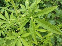 Cleome gynandra