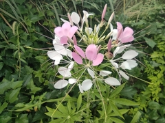 Cleome gynandra