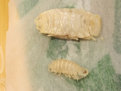 Ceratothoa verrucosa