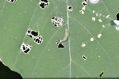 Lepidoptera