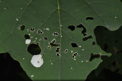Lepidoptera