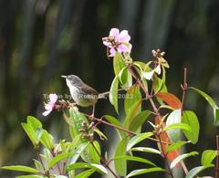 Prinia superciliaris dysancrita