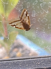 Scolypopa australis