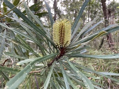 Banksia aquilonia