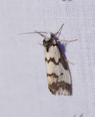 Philenora undulosa