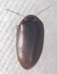 Eucinetidae
