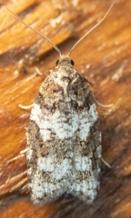 Acleris gloveranus