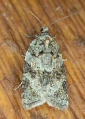 Acleris gloveranus