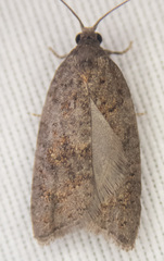 Acleris gloveranus