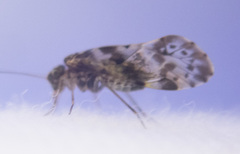 Trichadenotecnum majus